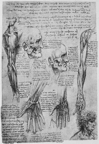 Studies van de Spieren van het Gezicht en de Arm door Leonardo da Vinci
