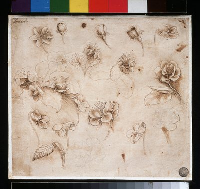 Studie van bloemen door Leonardo da Vinci