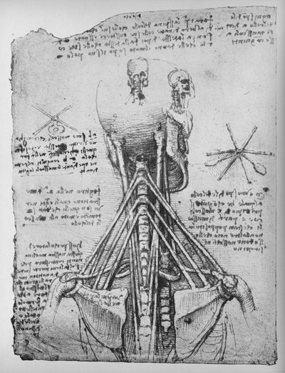 Studie van de rugaanzicht van een skelet, met de pezen van de nek, ca. 1480 1945 door Leonardo da Vinci