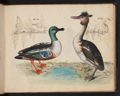 Een exacte natuurlijke beschrijving en afbeelding van de watervogels, vissen, viervoetige dieren, insecten en wormen, die in de wateren van Straatsburg worden gevonden, die ik zelf heb geschoten en behandeld. Leonard Baldner, visser en burger in Straatsbur door Leonhard Baldner