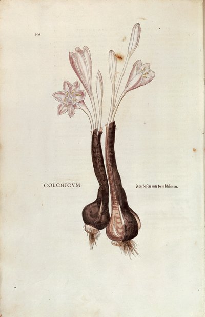 Herfsttijloos (Colchicum autumnale) door Leonhart Fuchs uit De historia stirpium commentarii insignes (Opmerkelijke Commentaren op de Geschiedenis van Planten), gekleurde gravure door Leonhard Fuchs