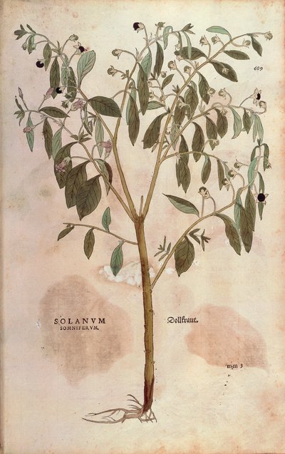 Belladonna - Atropa belladonna door Leonhart Fuchs uit De historia stirpium commentarii insignes, gekleurde gravure door Leonhard Fuchs