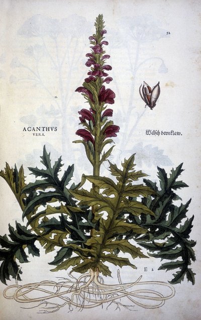 Botanische plaat: Acanthus of Acanthus - in 