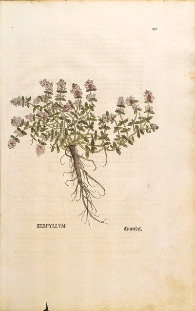 Brekland of Wilde Tijm (Thymus serpyllum), gekleurde gravure door Leonhard Fuchs