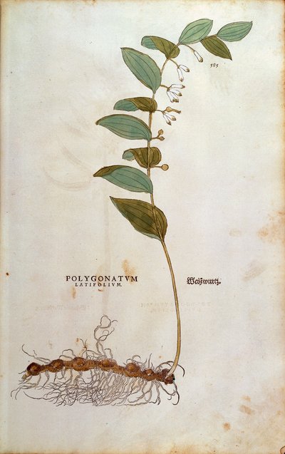 Breedbladig Salomonszegel - Polygonatum latifolium, gekleurde gravure uit De historia stirpium commentarii insignes door Leonhard Fuchs