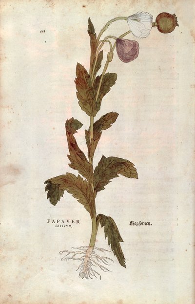 Klaproos door Leonhard Fuchs