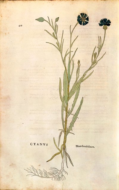 Korenbloem (Centaurea cyanus) door Leonhart Fuchs uit De historia stirpium commentarii insignes (Opmerkelijke commentaren over de geschiedenis van planten), gekleurde gravure door Leonhard Fuchs