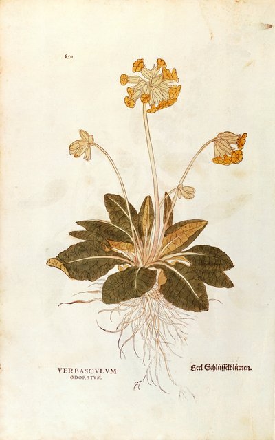 Sleutelbloem - Primula veris officinalis, gekleurde gravure uit De historia stirpium commentarii insignes door Leonhard Fuchs
