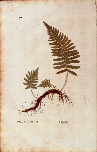 Varens, gewone eikvaren (Polypodium vulgare) door Leonhart Fuchs uit De historia stirpium commentarii insignes (Opmerkelijke commentaren op de geschiedenis van planten) door Leonhard Fuchs