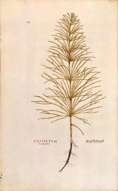 Heermoes - Equisetum arvense, gekleurde gravure uit De historia stirpium commentarii insignes door Leonhard Fuchs