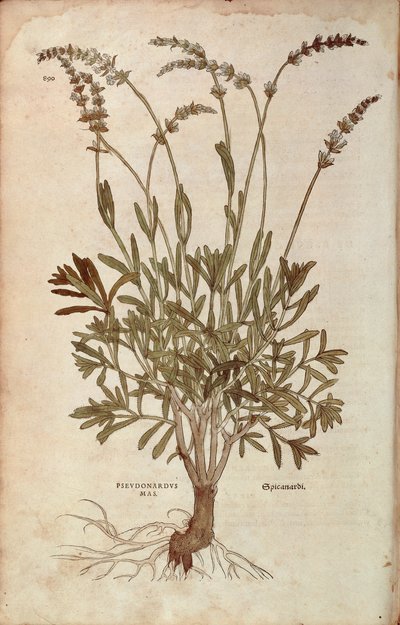 Lavendel - Lavandula spica door Leonhart Fuchs uit De historia stirpium commentarii insignes, gekleurde gravure door Leonhard Fuchs