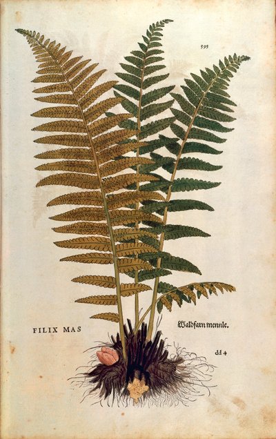 Mannetjesvaren (Dryopteris filix-mas) door Leonhart Fuchs uit De historia stirpium commentarii insignes (Opmerkelijke commentaren op de geschiedenis van planten), gekleurde gravure door Leonhard Fuchs