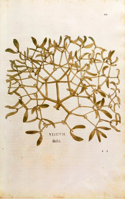 Maretak - Viscum album, gekleurde gravure uit De historia stirpium commentarii insignes door Leonhard Fuchs