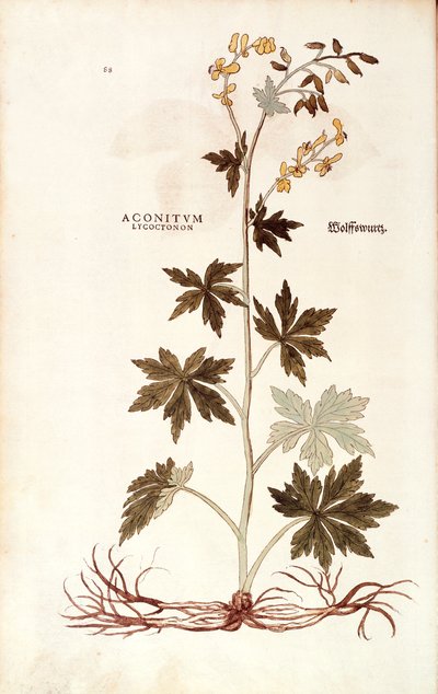Noordelijke monnikskap (Aconitum lycoctonum) door Leonhart Fuchs uit De historia stirpium commentarii insignes (Notable Commentaries on the History of Plants), gekleurde gravure door Leonhard Fuchs