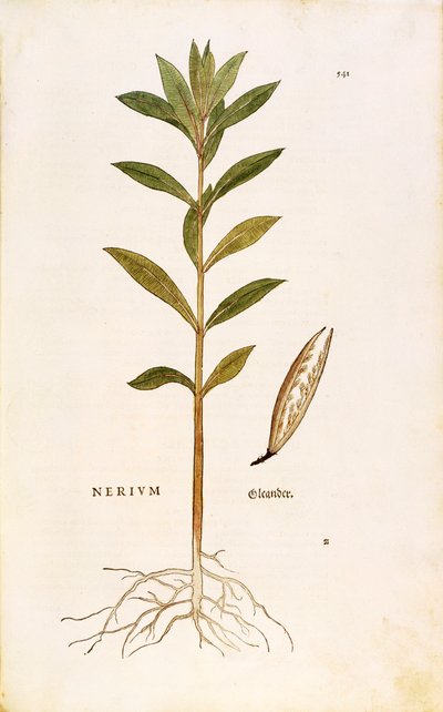 Oleander (Nerium oleander) door Leonhart Fuchs uit De historia stirpium commentarii insignes (Opmerkelijke Commentaren op de Geschiedenis van Planten), gekleurde gravure door Leonhard Fuchs