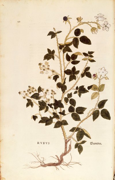Plaat: Dewberry door Leonhart Fuchs uit De historia stirpium commentarii insignes, gekleurde gravure door Leonhard Fuchs