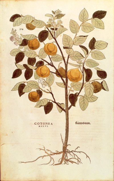 Kweepeer - Cydonia oblonga door Leonhart Fuchs uit De historia stirpium commentarii insignes, gekleurde gravure door Leonhard Fuchs