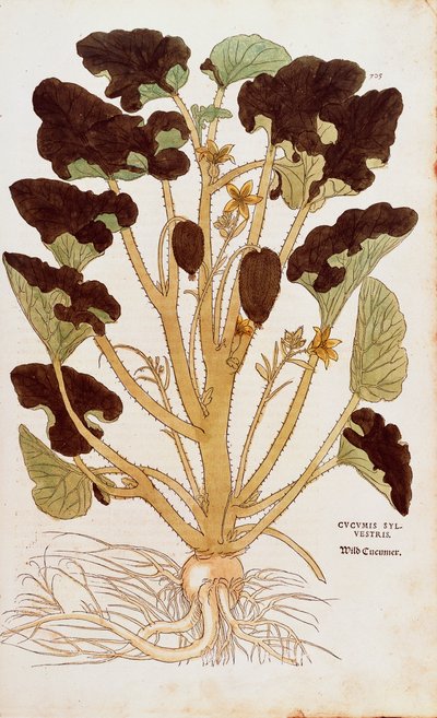 Spuitkomkommer - Ecballium elaterium door Leonhart Fuchs uit De historia stirpium commentarii insignes, gekleurde gravure door Leonhard Fuchs