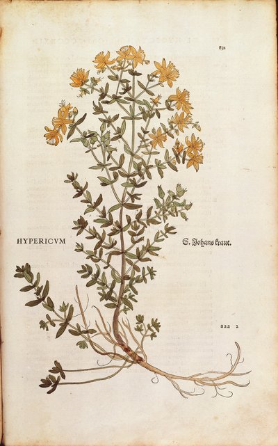 Sint-janskruid (Hypericum perforatum) door Leonhart Fuchs uit De historia stirpium commentarii insignes (Notable Commentaries on the History of Plants), gekleurde gravure door Leonhard Fuchs