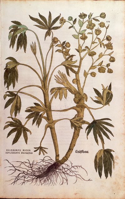 Stinkend nieskruid of Mierikswortel - Helleborus foetidus (Helleborus niger adulterinus sylvestris) door Leonhart Fuchs uit De historia stirpium commentarii insignes (Notable Commentaries on the History of Plants), gekleurde gravure door Leonhard Fuchs