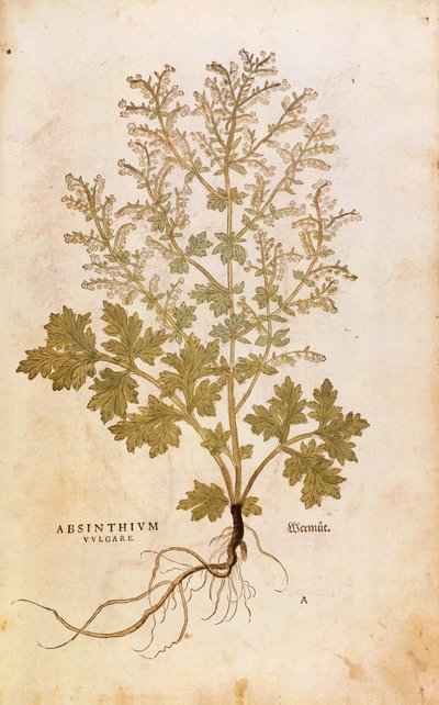 Alsem - Artemisia absinthium door Leonhart Fuchs uit De historia stirpium commentarii insignes, gekleurde gravure door Leonhard Fuchs