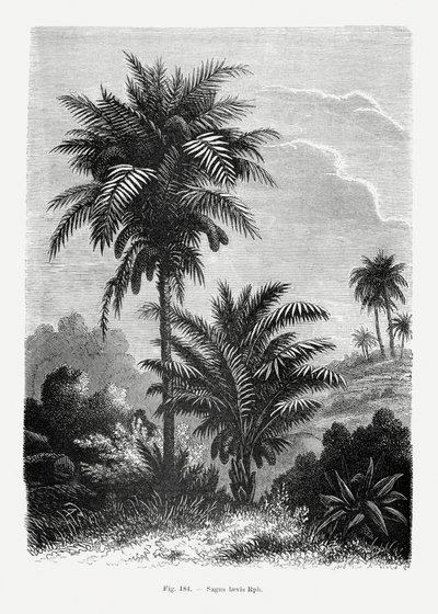 door Les Palmiers Histoire Iconographique