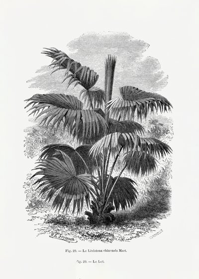  door Les Palmiers Histoire Iconographique