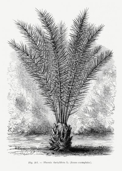 door Les Palmiers Histoire Iconographique