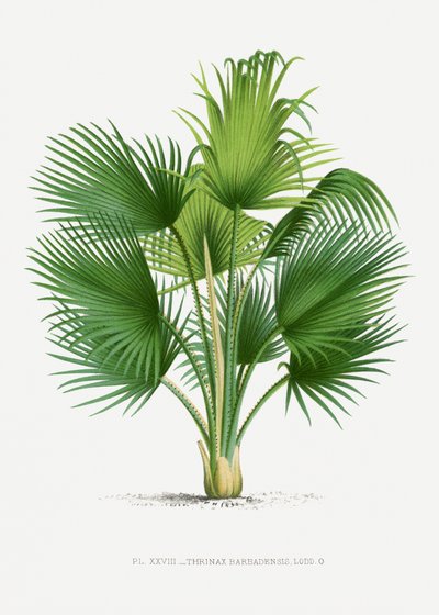  door Les Palmiers Histoire Iconographique