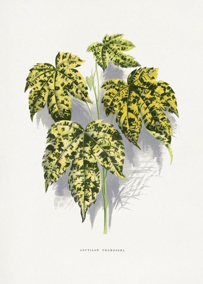  door Les Plantes a Feuillage Colore