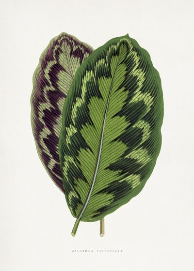  door Les Plantes a Feuillage Colore