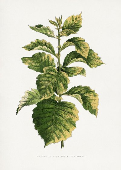  door Les Plantes a Feuillage Colore