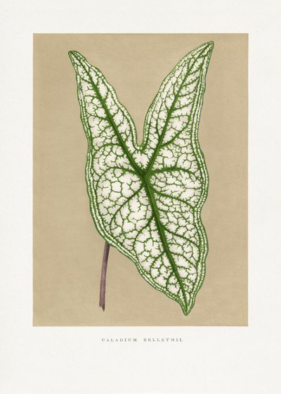  door Les Plantes a Feuillage Colore