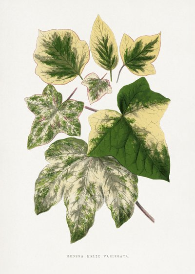  door Les Plantes a Feuillage Colore