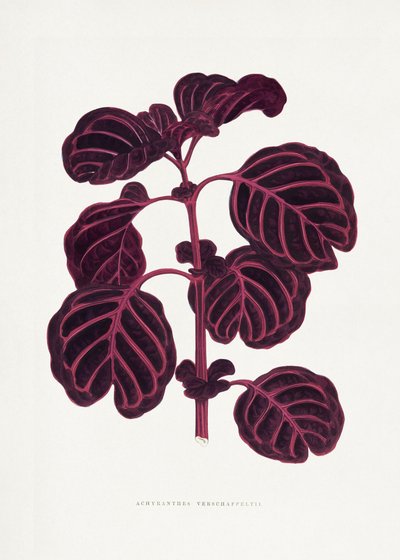  door Les Plantes a Feuillage Colore