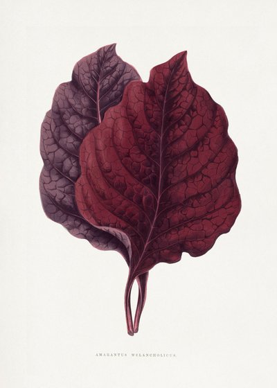  door Les Plantes a Feuillage Colore