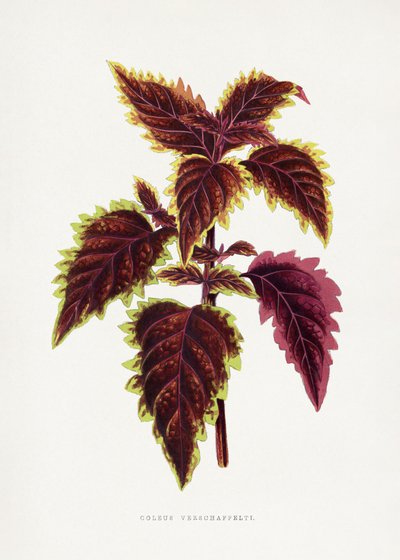  door Les Plantes a Feuillage Colore