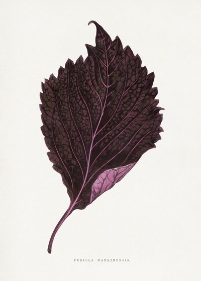  door Les Plantes a Feuillage Colore