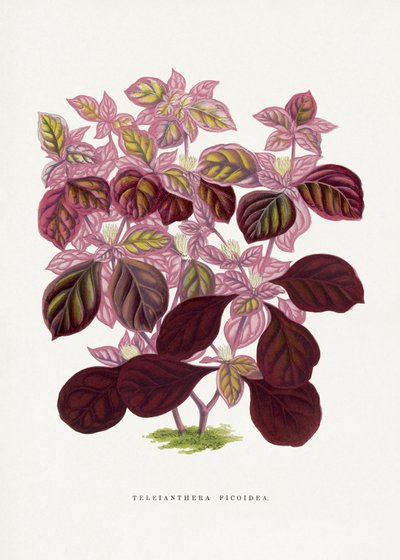  door Les Plantes a Feuillage Colore