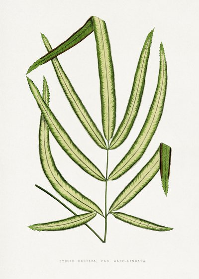  door Les Plantes a Feuillage Colore