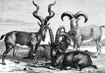 Bergschapen en steenbokken, ca. 1890 door Levy