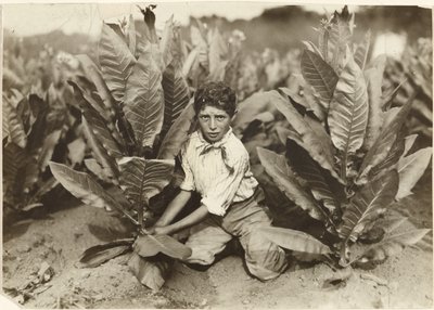 Tienjarige plukker op tabaksboerderij Gildersleeve door Lewis W. Hine