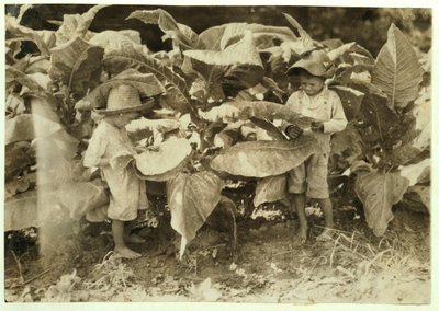 Amos 6 en Horace 4 wormen en zuigen tabaksplanten de hele dag voor hun vader John Neal in Warren County, Albaton, Kentucky, 1916 door Lewis Wickes Hine