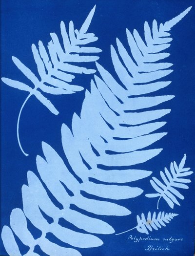 Cyanotype van Polypodium vulgare door Unbekannt Unbekannt
