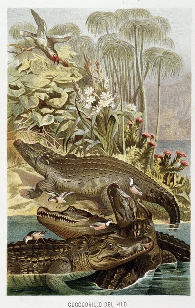 Nijl krokodillen (Crocodilus nicoticus) - in La Vita degli animali door A.E. Brehm, Torino door Unbekannt Unbekannt