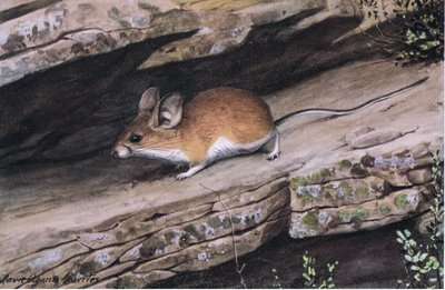 Grote Oor Pinion Muis vertegenwoordigt de witvoetige clan in de ruige canyons van het zuidwesten door Louis Agassiz Fuertes