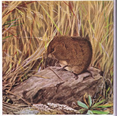 Veldmuis of Woelmuis, altijd waakzaam, bekijkt zijn snelweg door een verward bos van gras door Louis Agassiz Fuertes