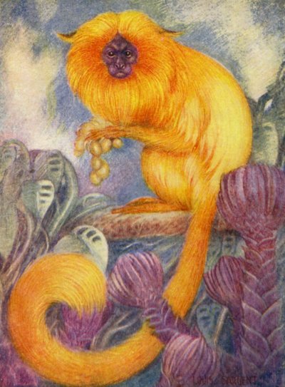 In de Dierentuin: Marmoset Aap door Louis Augustus Sargent