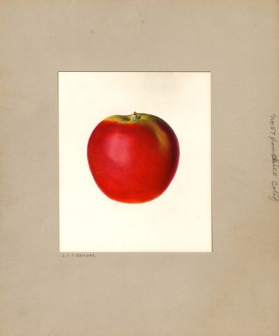 Appel (Malus domestica: nr. 57) (aquarel) door Louis Charles Christopher Krieger