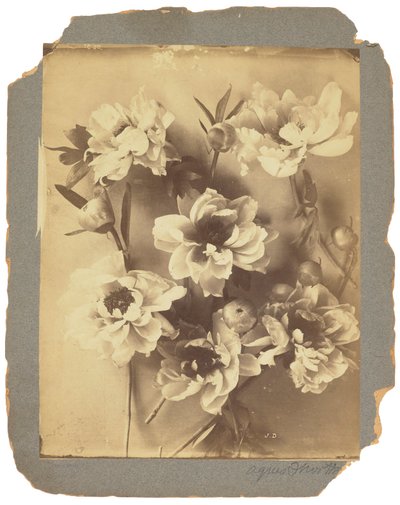 Tiffany Studios, c.1898-1920 door Louis Comfort Tiffany